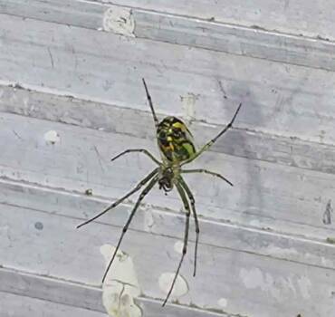 Spider Control