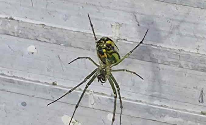 Spider Control