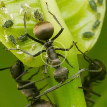 What You Need to Know About ants in Your House