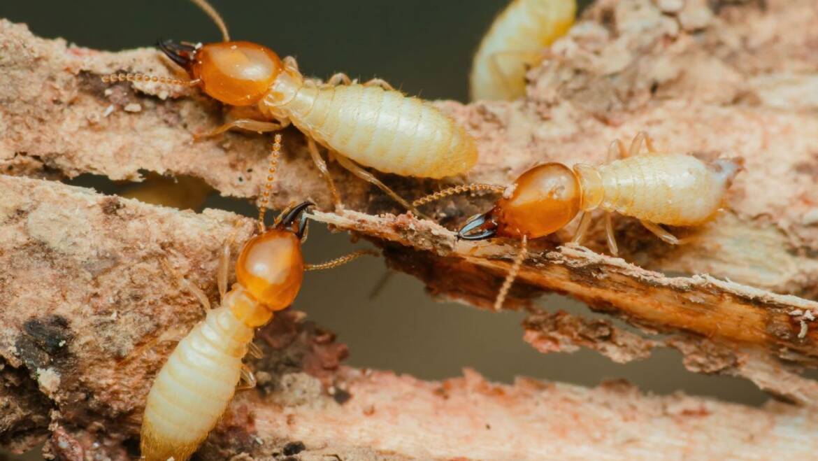 Termite Control