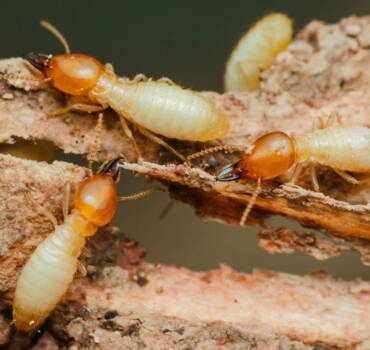 Termite Control