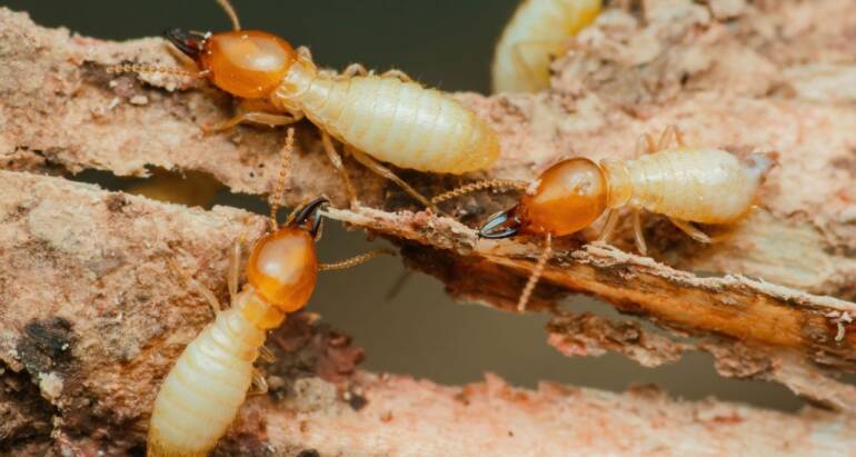 Termite Control