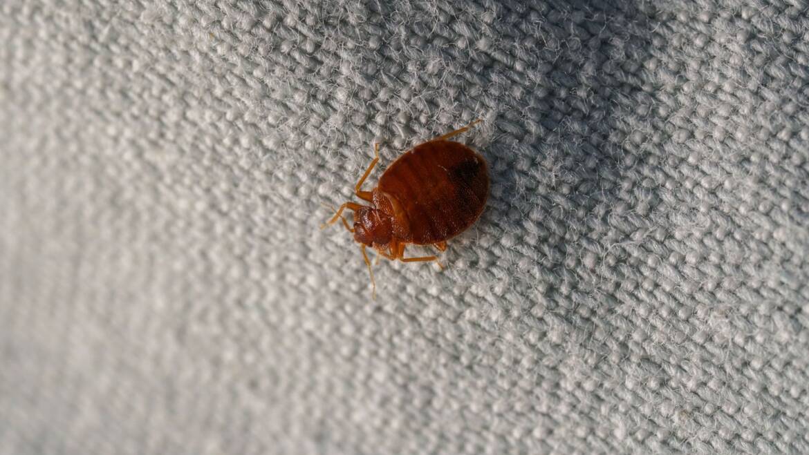 Bed Bug Control