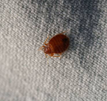 Bed Bug Control