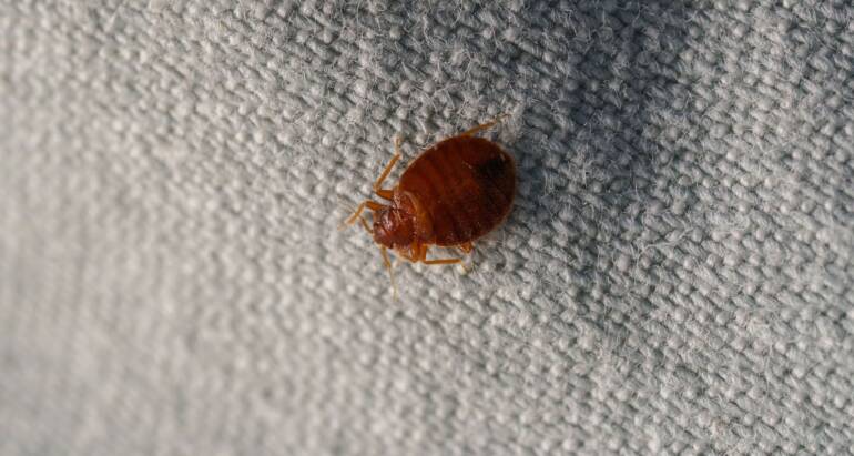Bed Bug Control