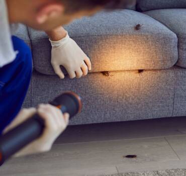 Cockroach Control