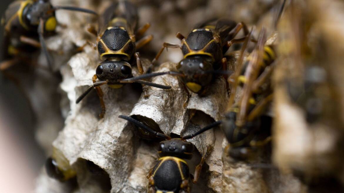 Bee/Wasp/Hornet Control