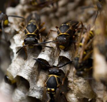 Bee/Wasp/Hornet Control