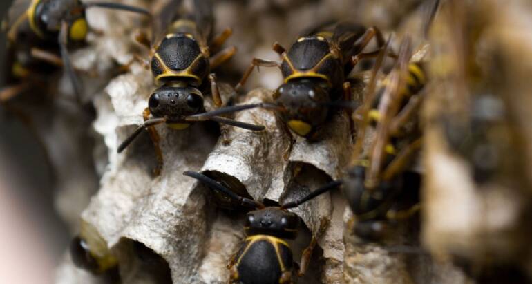 Bee/Wasp/Hornet Control