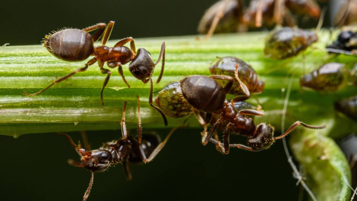 General Pest Control