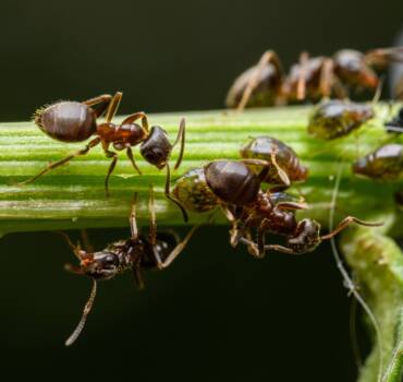 General Pest Control