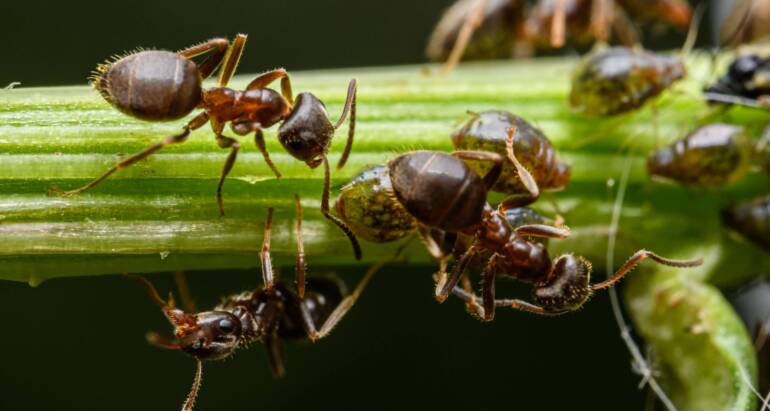 General Pest Control